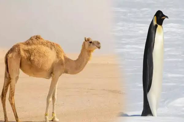 animals without water